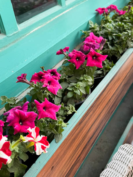 Stock photo showing close-up, elevated view of multi-coloured red and white, pink, and purple flowering petunias in flower trough outside the turquoise coloured window frame of a restaurant with an al fresco dining area patio of black and white checked tiled floor. imagen de primer plano de plantas en maceta, multicolores, en flor, anuales, de verano en abrevadero, petunias en flor rosa y púrpura, comedor al aire libre, silla de mimbre de ratán, fondo de marco de ventana de color turquesa, enfoque en primer plano