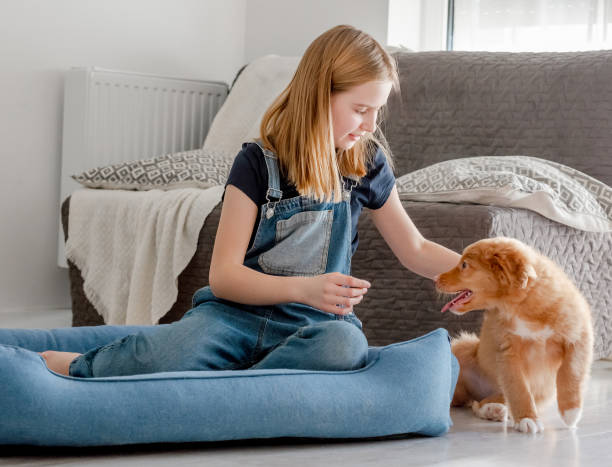mała dziewczynka ze szczeniakiem toller siedzi w niebieskim łóżku dla psa - child house dog bed zdjęcia i obrazy z banku zdjęć