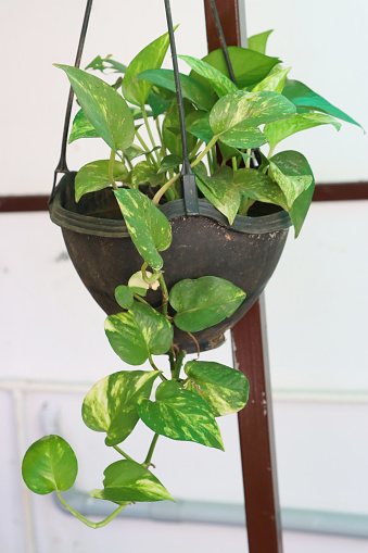 Stock photo showing a close-up of devil's ivy (Epipremnum aureum) potted in a hanging basket. This houseplant is also known as the devil's vine, golden pothos, Ceylon creeper or money plant.
