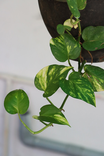 Stock photo showing a close-up of devil's ivy (Epipremnum aureum) potted in a hanging basket. This houseplant is also known as the devil's vine, golden pothos, Ceylon creeper or money plant.
