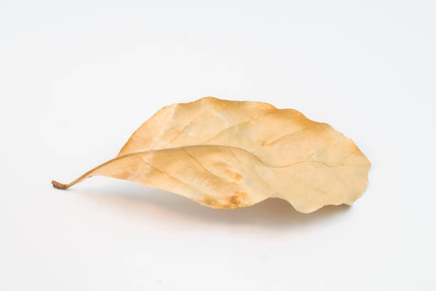 Dry leaf on white backgrounds, Dry leaf close up on the white background
