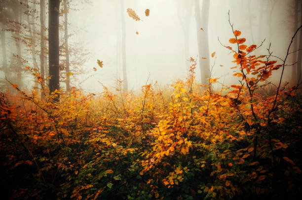 creative nature photography