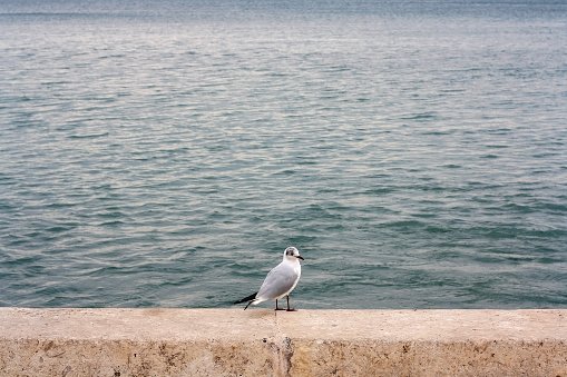 Seagull standing on the rock by the sea. Selective focus.