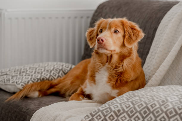 istock Toller Dog Lies On Couch 1995013318