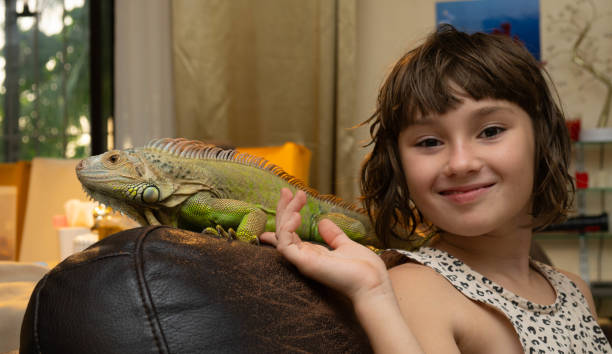 ребенок улыбается и гладит большую зеленую игуану. экзотические животные - iguana reptile smiling human face стоковые фото и изображения