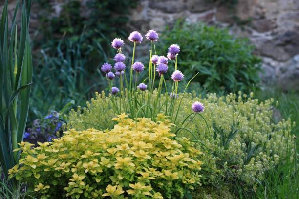 黄色いオレガノ、開花チャイブ、青いルリヂサ、朝日の下でのネギ。 - oregano herb garden herb gardens ストックフォトと画像