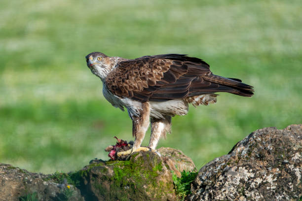 istock Beautiful close up portrait of a Bonelli's Eagle from the side looking around while protecting its food on a rock and vegetation on the sides in Sierra Morena, Andalusia, Spain. Europe 1995023959