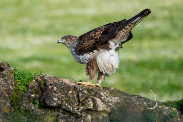 istock Beautiful close up portrait of a Bonelli's eagle looking around while pooping on a rock and vegetation on the sides in Sierra Morena, Andalusia, Spain. Europe 1995023971