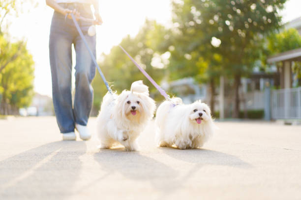 istock Woman walking with the dog at park. 1995036802