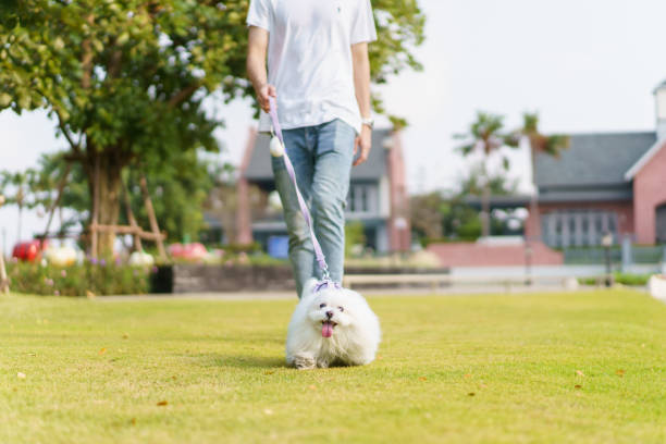 istock Man relaxing with the dog at park. 1995037654