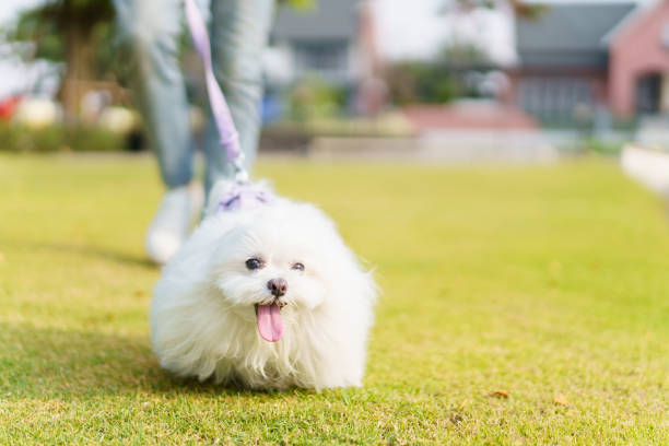 Happy Asian beautiful young man walking at the park together with the Maltese Dog in morning. Lovely Asian boy playing and relaxing with his pet. Weekend activities and lifestyles concept.