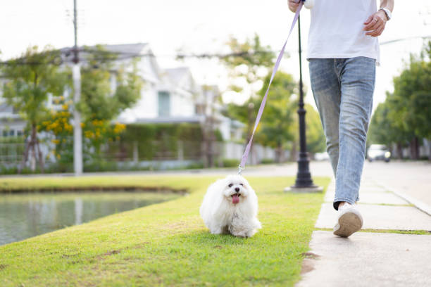 istock Man walking with the dog at park. 1995038187