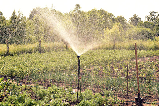 View of the moment of irrigation of the garden. The sprayed water hangs in the air in small drops and falls on the plants.