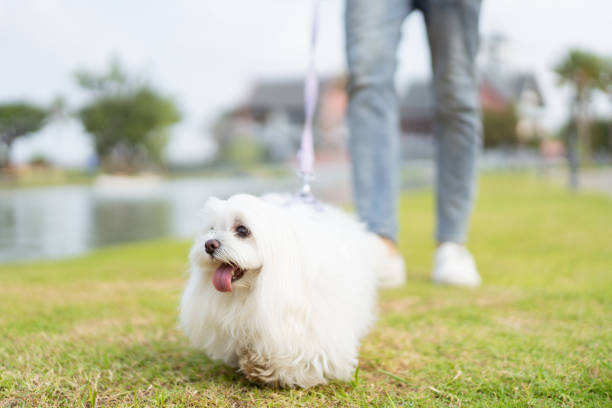 istock Man walking with the dog at park. 1995038200
