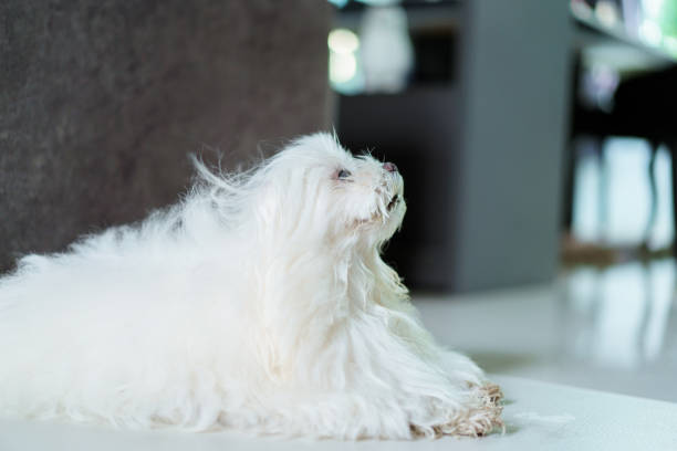 Lovely Maltese Dog walking around and sitting on sofa in living room at home.