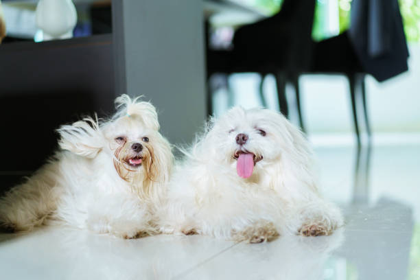 istock Pedigree Maltese Dog at home. 1995038745