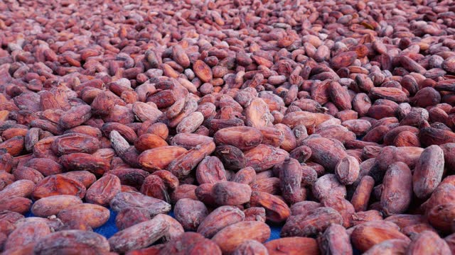 Organic cacao beans and brown cocoa seed From fresh cacao fruit  that have been fermented are dried in the sun on the farm,4k video