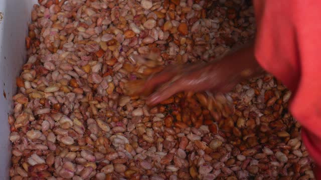 Cacao beans or cacao seed From fresh cacao fruit are fermented to make chocolate and cocoa powder. Agricultural product processing worker,4k video
