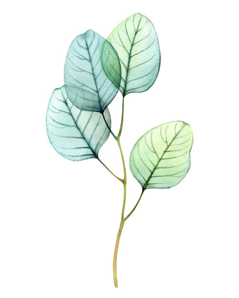 istock Watercolor Transparent Eucalyptus branch. Hand drawn botanical illustration isolated on white. Abstract floral design element 1995044025