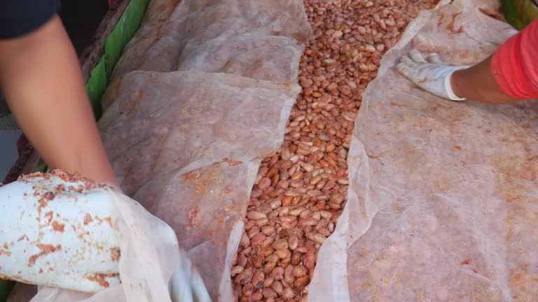 Cacao beans or cacao seed From fresh cacao fruit are fermented to make chocolate and cocoa powder. Agricultural product processing worker,4k video