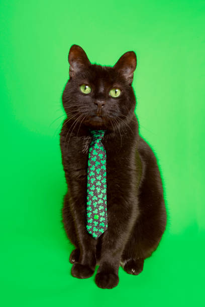 istock Black Cat on Green Wearing St Patrick's Day Clover Necktie 1995059422