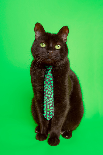 An adorable black cat on a green background wearing a lucky shamrock tie for St. Patrick's Day.