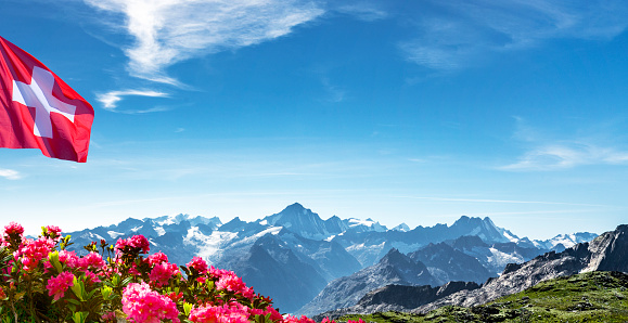 Swiss mountains with Swiss flag and alpine roses