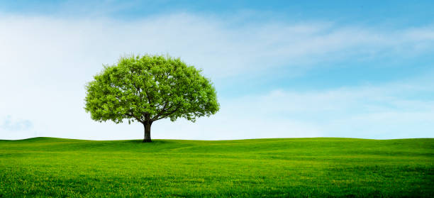 istock Green oak tree on a green meadow 1995061590