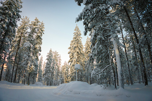 Pine Forest in Finnish Lapland