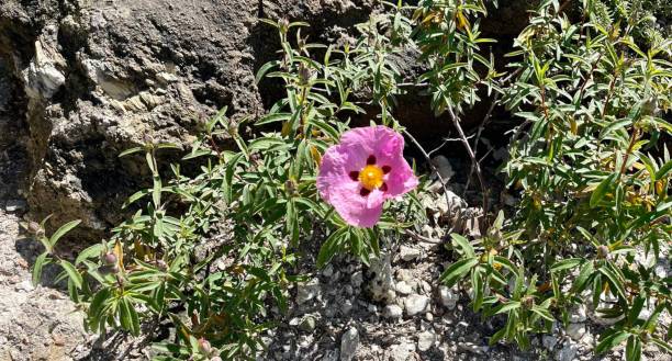 cistus x purpureus izolowany kwiat. - czystek zdjęcia i obrazy z banku zdjęć