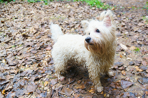 Purebred West Highland White Terrier dog wet on leaf-covered ground in a forest. Horizontal with copy space.