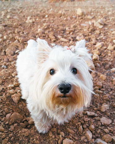 Funny expression of a purebred West Highland White Terrier dog lying on the ground in a crop field. Vertical.