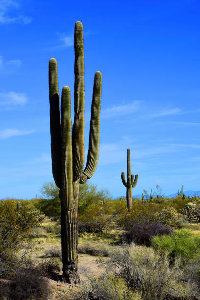 istock Old Saguaro Cactus Sonora desert Arizona 1995086282