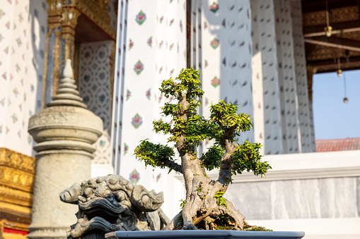 bonsai tree at the temple