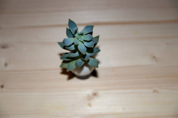 Ghost plants growing from eggshells on a wood planks background