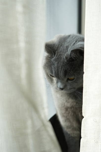 istock a British shorthair blue cat 1995105781