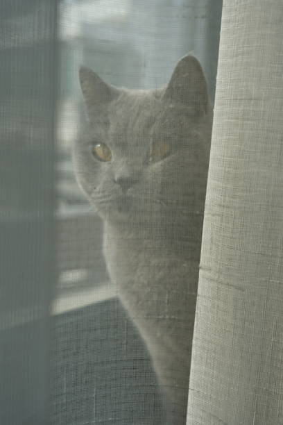 istock a British shorthair blue cat 1995105801