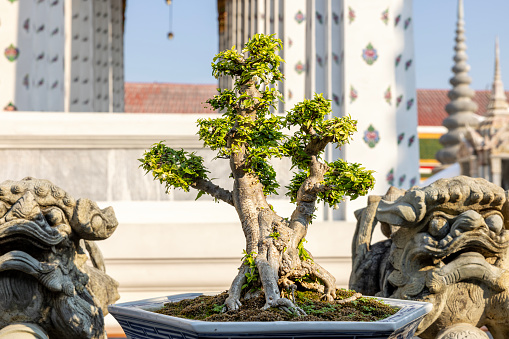 Bonsai tree in a park on a sunny day in Baihuatan public park, Chengdu, Sichuan province, China