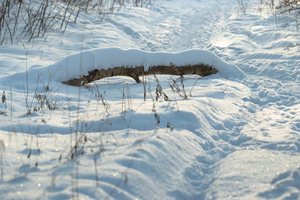 A log in the middle of a winter forest. A log under the snow in the middle of a winter forest in sunlight