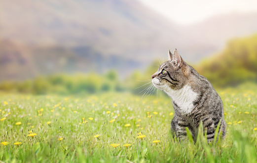 gray tabby cat sits in the grass and looks to the side