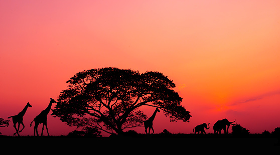 Amazing sunset and sunrise.Panorama. silhouette tree on africa.Dark tree on open field dramatic sunrise.Safari theme.Giraffes.