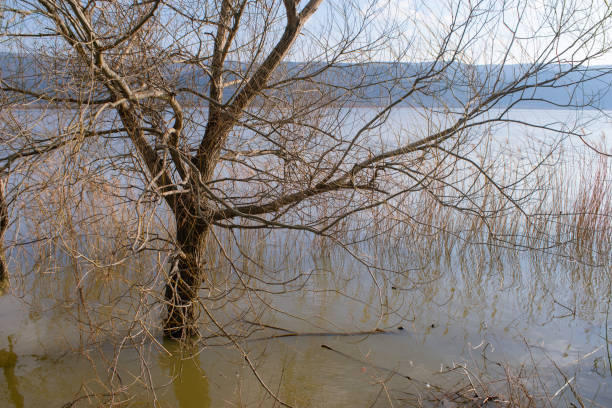 View of a tree by the lake, Uluabat lake, Bursa.