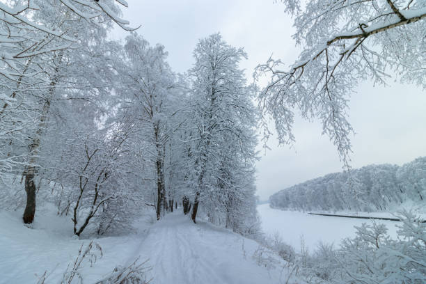 Path in a snowy forest on a cloudy day in December. Snow-covered forest on a windless morning the next morning after a heavy snowfall. Moscow, Russia.