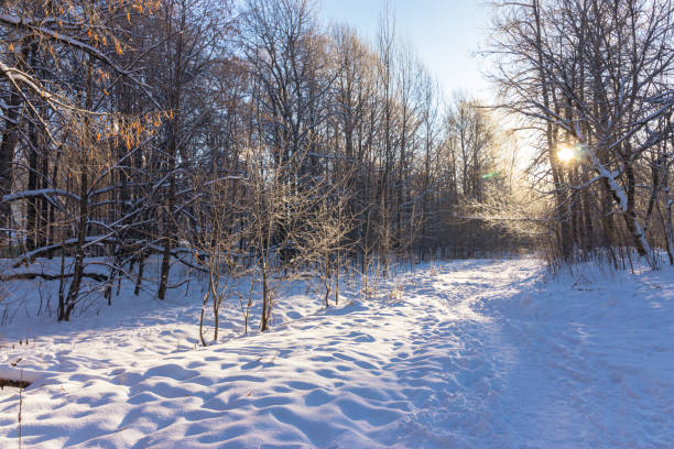 Winter pine forest