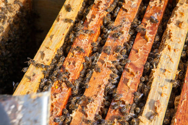 istock Open hive showing the bees swarming on a honeycomb. 1995139491