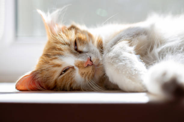 fluffy cat squints while lying on the windowsill in the rays of the morning sun. Comfortable sleep