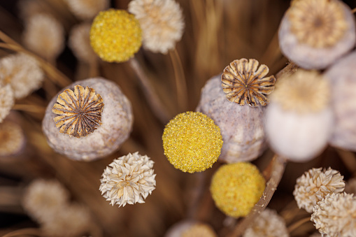 Macro shot of dried poppy flowers in a vase with beautiful brown, gold and yellow tones, for decoration in your home. the Netherlands
