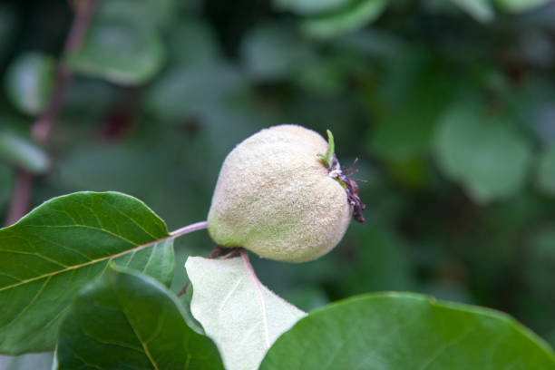 Organic apple quince in the garden. Close up view of apple quince hanging on tree branch with green leaves