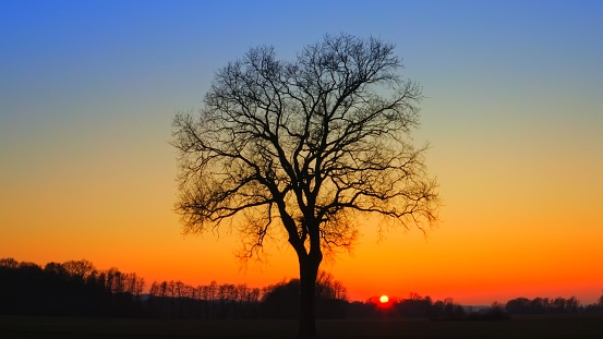 A lonely tree among cultivated fields at a beautiful sunset - blue hour