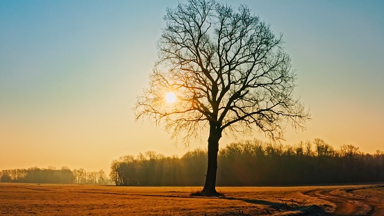 A lone tree among cultivated fields while the sun is rising, the sun's rays are visible between the branches of the tree